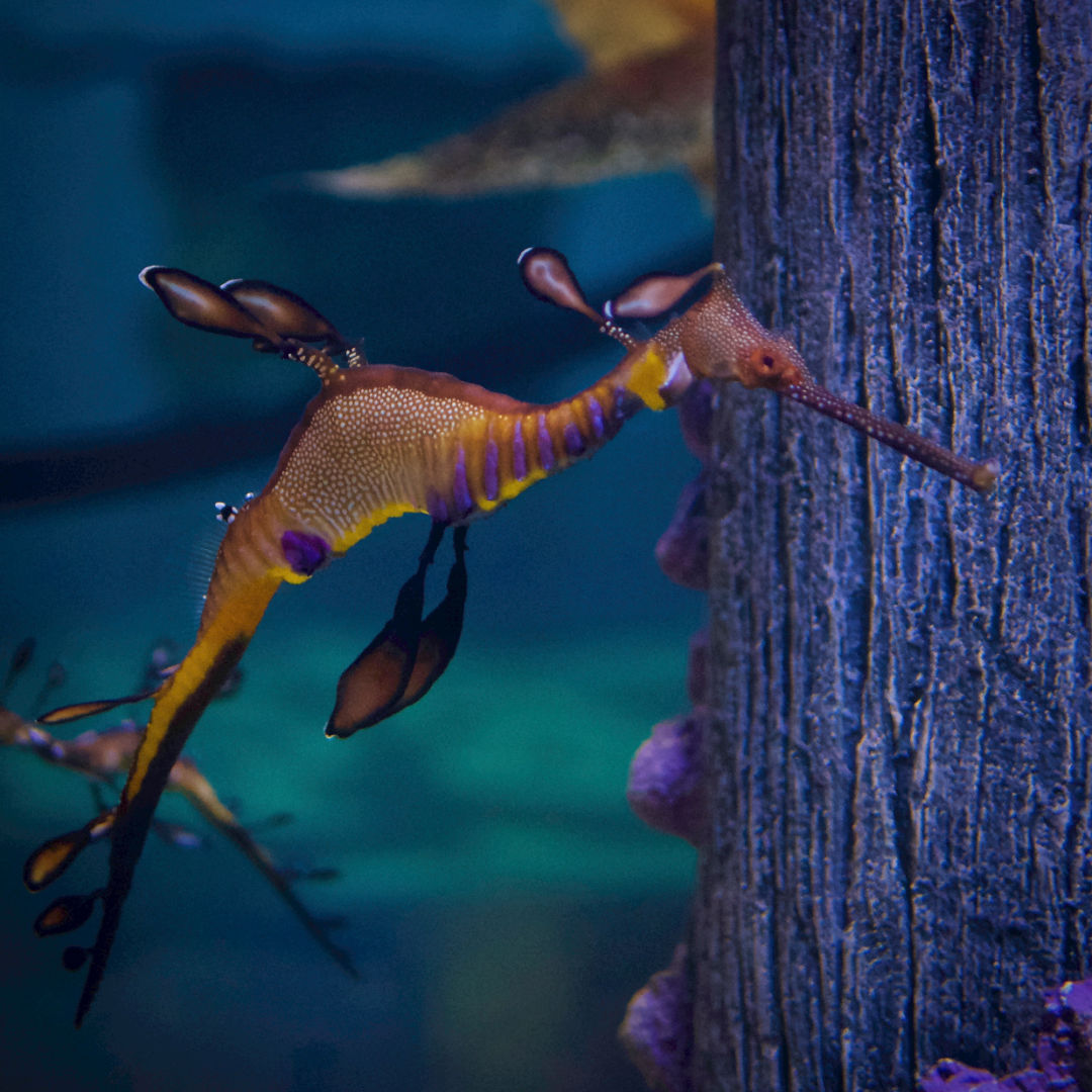 seahorse in a aquarium