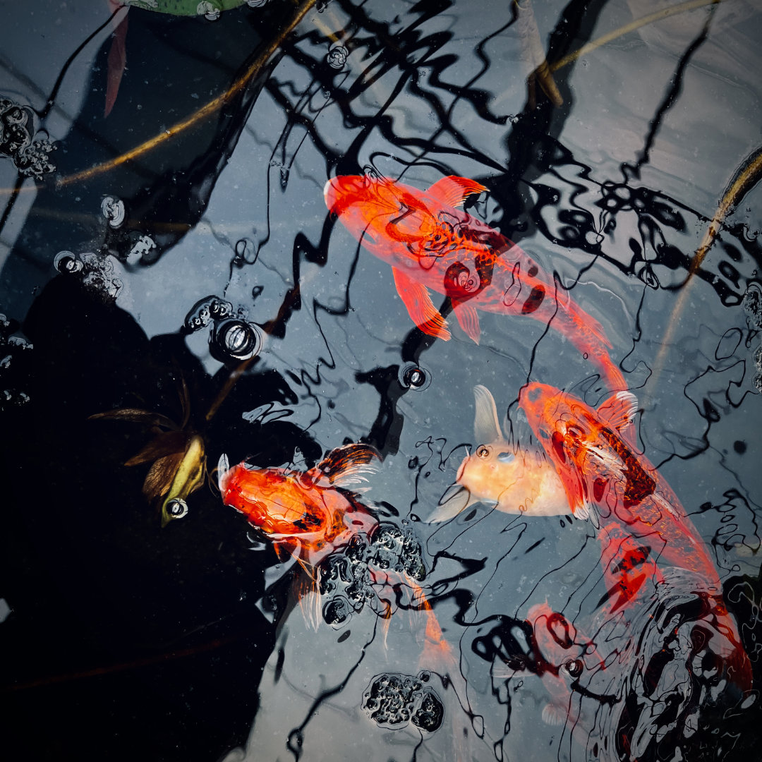 school of gold fish near surface